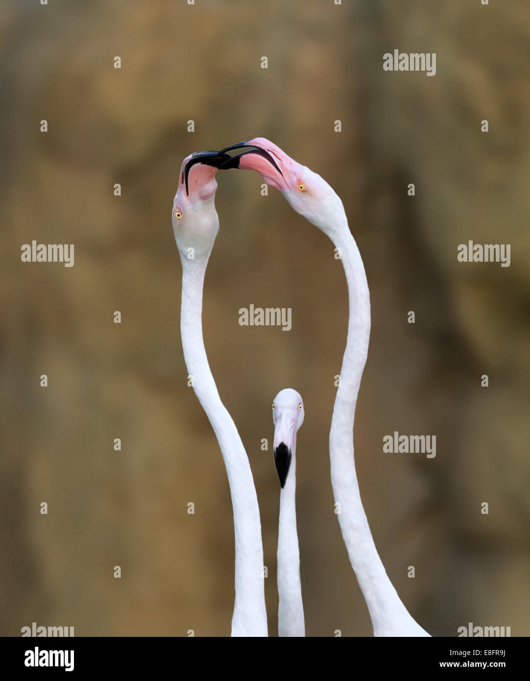 Nahaufnahme von drei Flamingos (Phoenicopteridae) Stockfoto