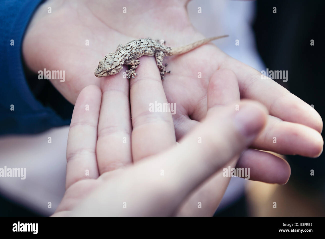 Junge, der einen Gecko in den Händen hält Stockfoto