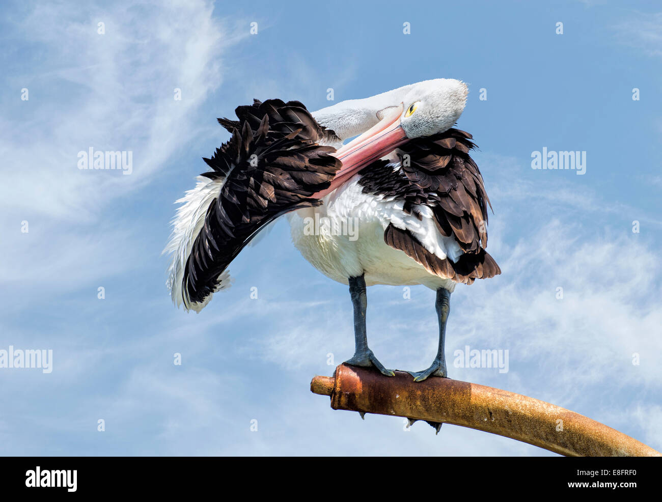 Australien, australische Pelican putzen seine Flügel Stockfoto