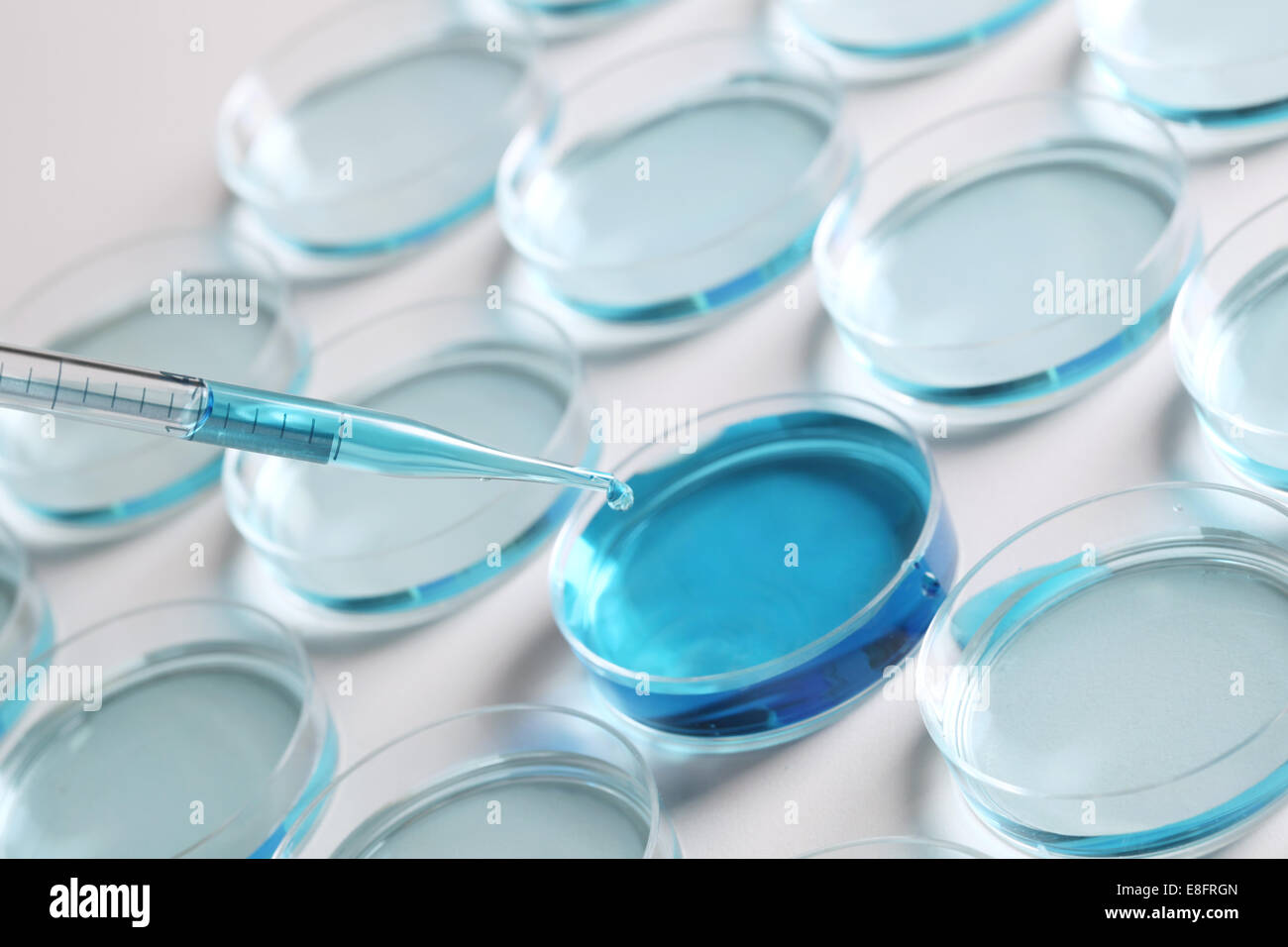 Pipettieren blaue farbige Flüssigkeit in Petrischalen Stockfoto