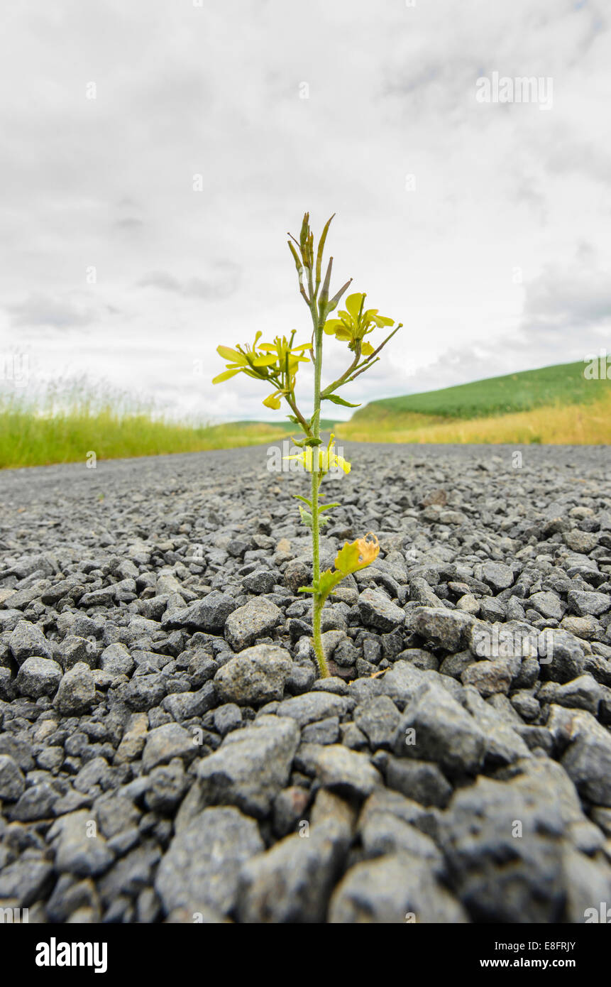 Pflanze wächst in der Mitte einer Schotterstraße, Palouse, Washington, USA Stockfoto