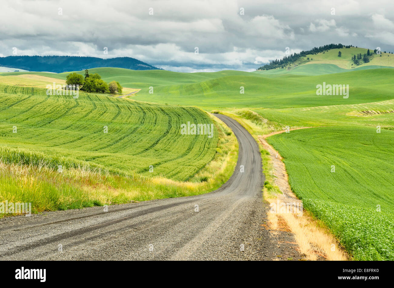 Straße durch Weizenfelder in einer ländlichen Landschaft, Palouse, Washington, USA Stockfoto