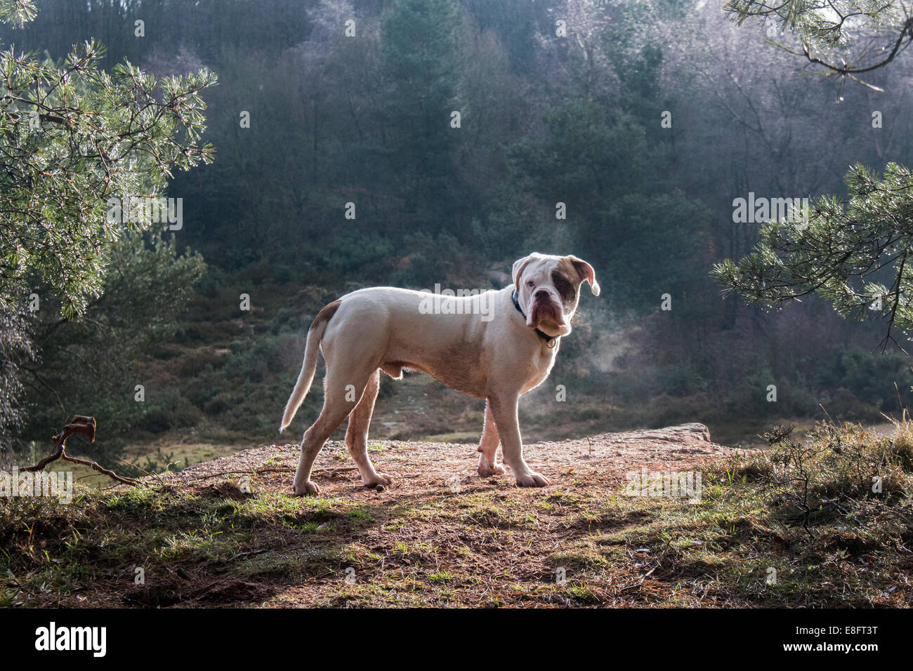 Großbritannien, England, West Midlands, Stoke-on-Trent, alte Tyme Bulldogge in der Morgensonne Park Hall Stockfoto