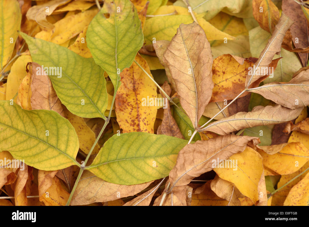 Haufen von getrockneten Blättern. Stockfoto