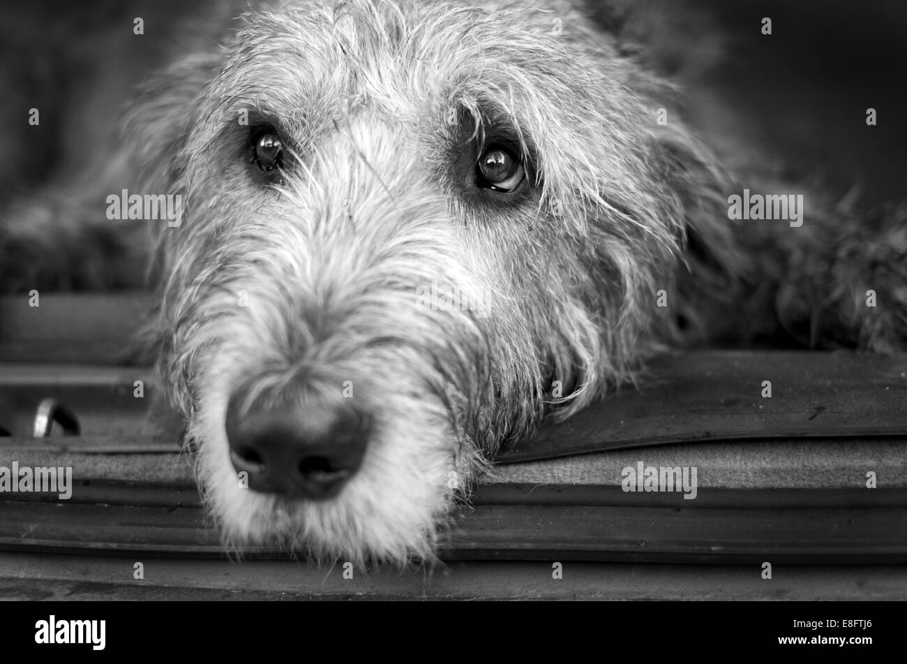 Portrait des irischen Wolfhound-Hundes, der hinten in einem Auto liegt Stockfoto