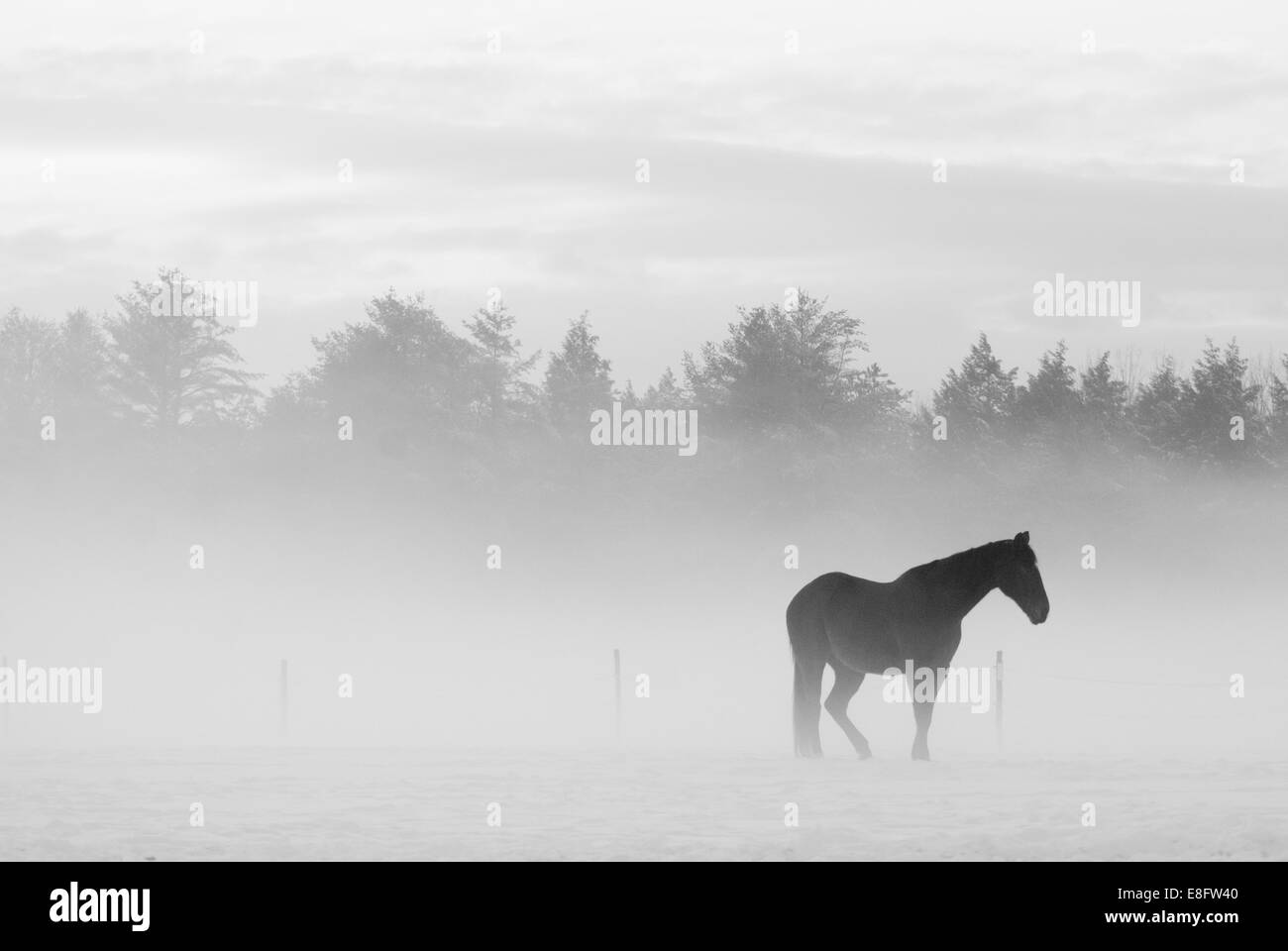 Pferd im nebligen Landschaft Stockfoto