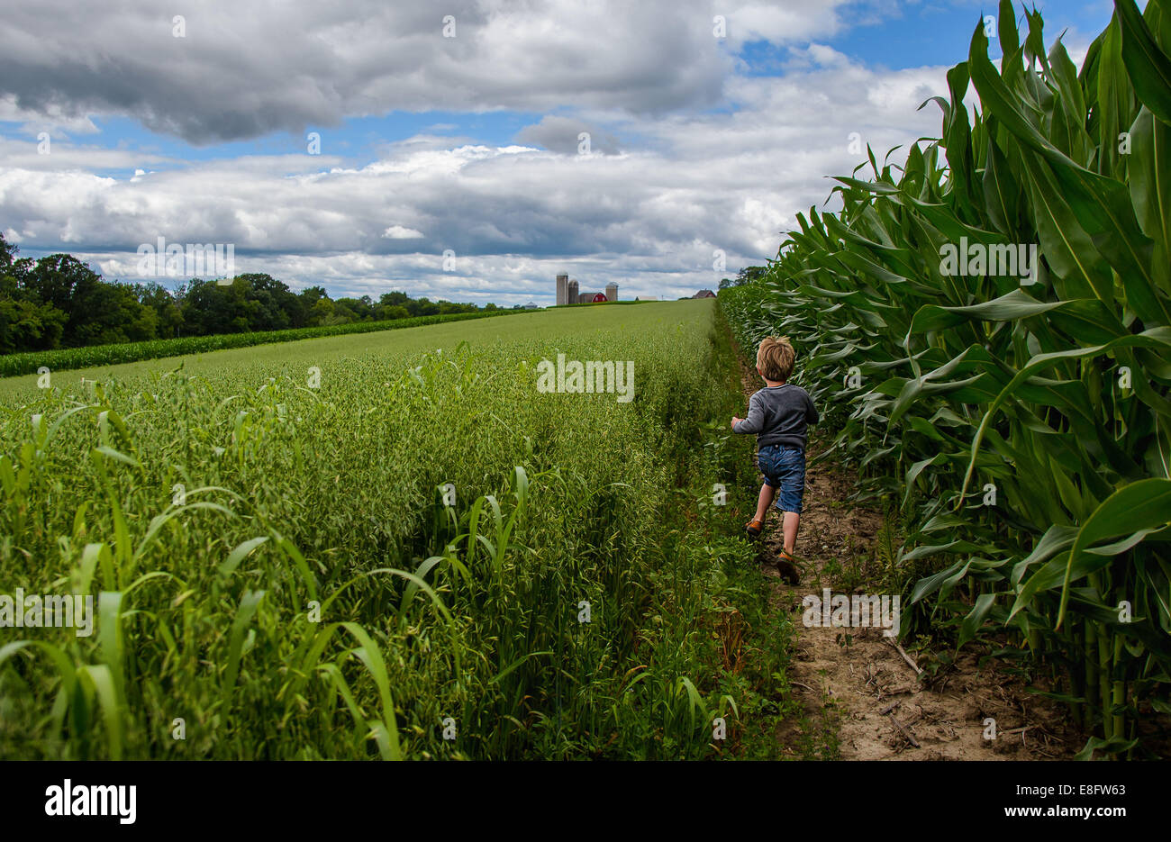Junge, der durch Maisfelder, Wisconsin, USA läuft Stockfoto