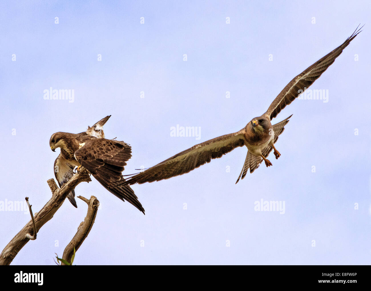 USA, Colorado, Mating Falken Stockfoto