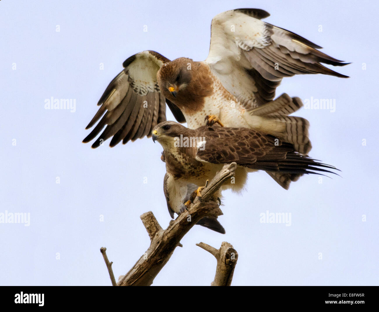 USA, Colorado, Mating Falken Stockfoto