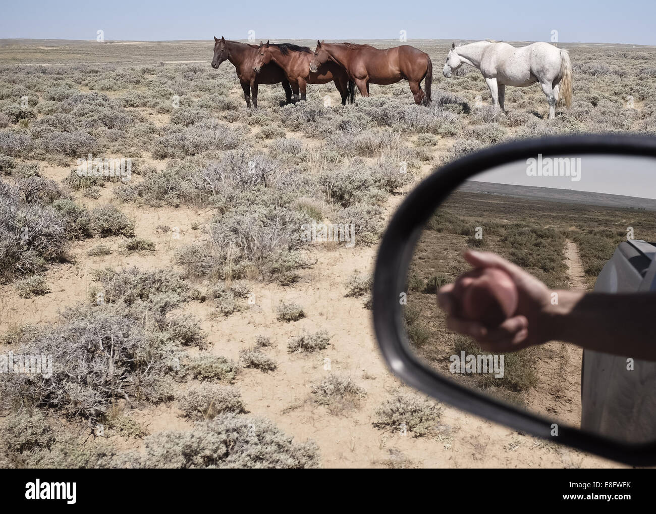 USA, Wyoming, Pferde und Reflexion von Hand mit Apple im Seitenspiegel Stockfoto