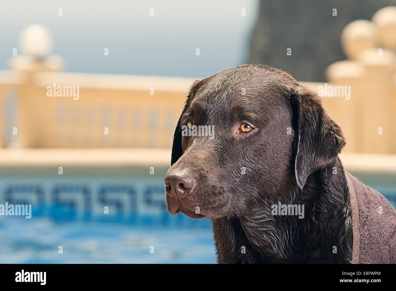 Chocolate Labrador Swimming Pool Stockfoto