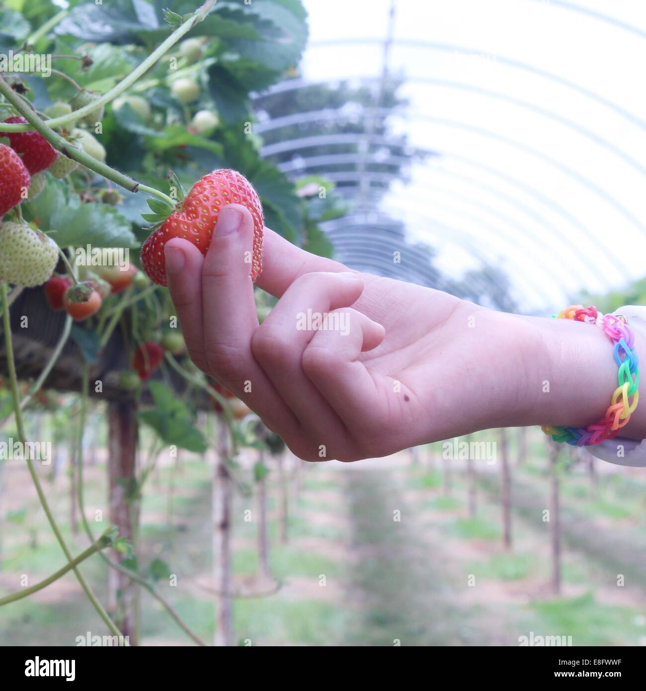 Mädchen pflücken Erdbeeren Stockfoto