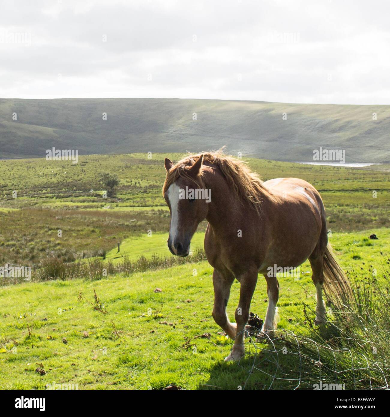 Pferd in Landschaft Stockfoto
