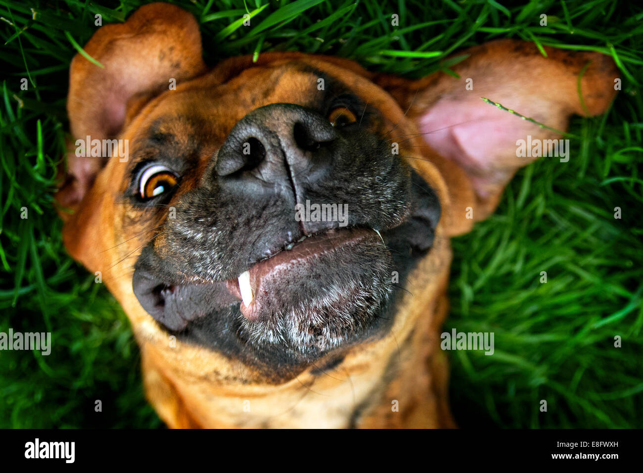 Brauner Hund spielerisch Gras Verlegung Stockfoto