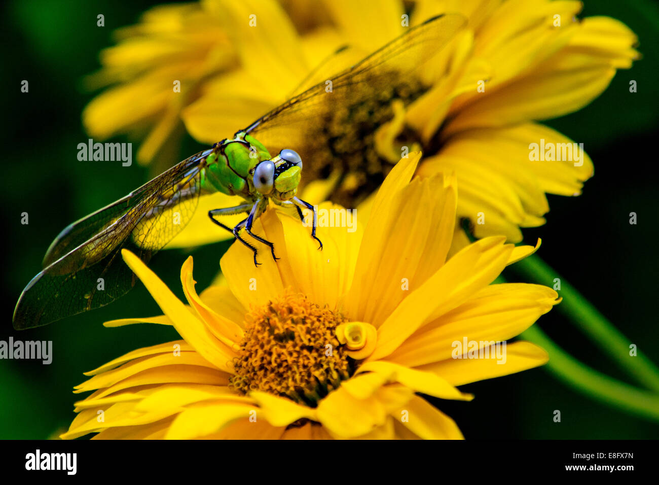 Libelle sitzt auf gelbe Blume Stockfoto