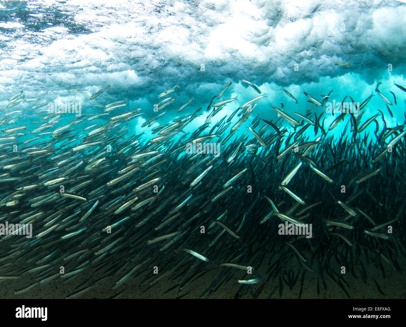Schule der Fische unter Wasser Stockfoto