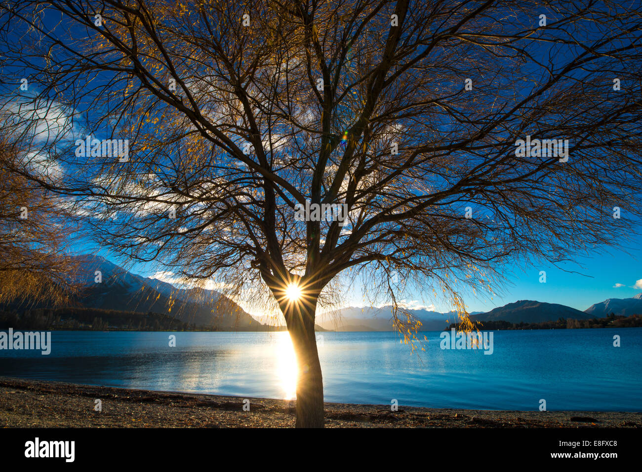 Neuseeland, Lake Wanaka, Sonne durch Baum Stockfoto