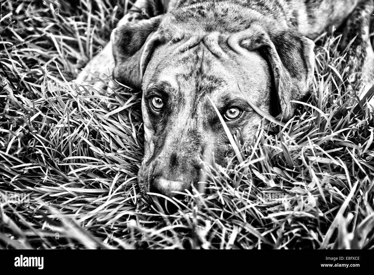 Hund im Grass liegen Stockfoto