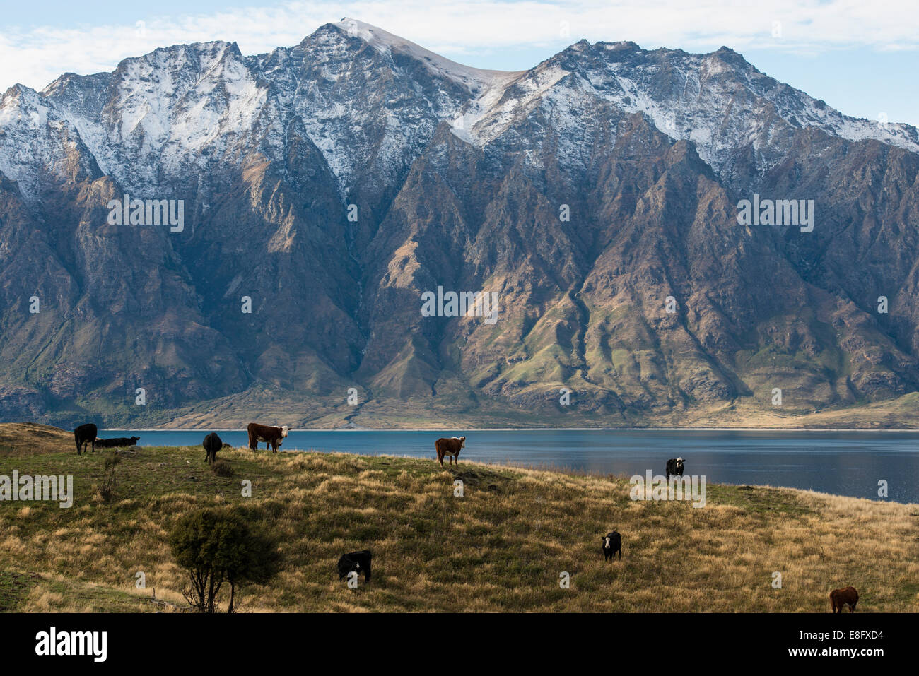 Neuseeland, weiden Kühe mit Bergen im Hintergrund Stockfoto
