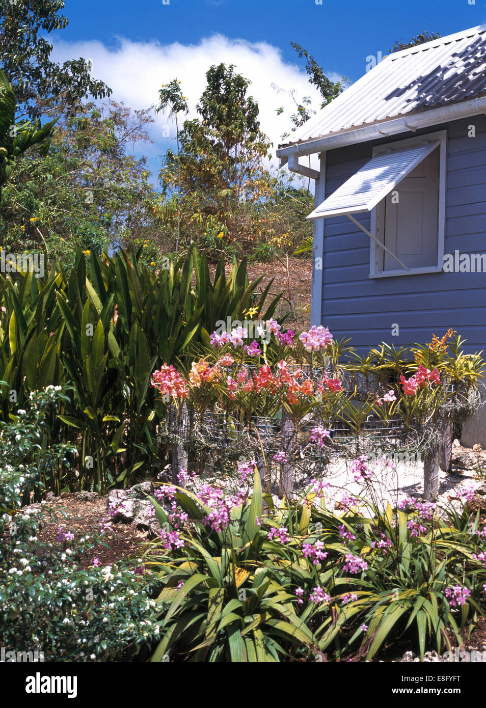 Blühenden tropischen Pflanzen im Garten des kleinen karibischen Holzhaus mit hölzernen Rollladen am Fenster Stockfoto
