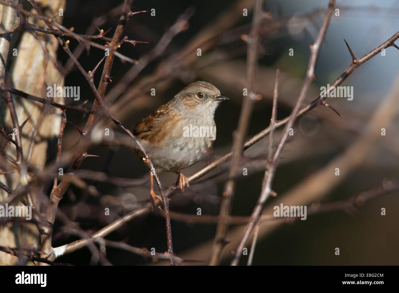 Heckenbraunelle (Hedge beobachtet) Prunella Modularis Erwachsenen thront auf einem Weißdorn-Zweig Stockfoto
