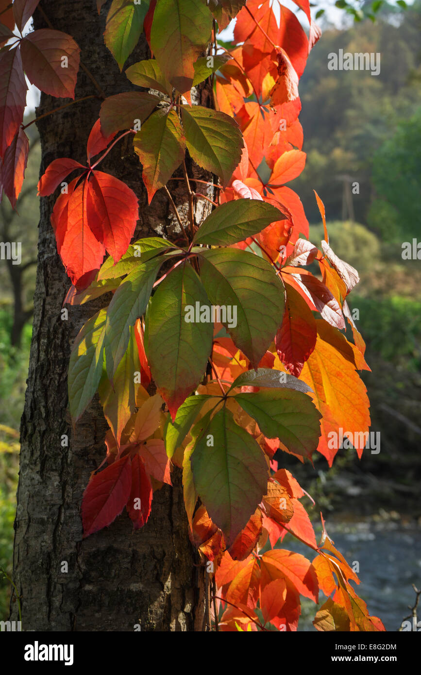 Lichtdurchflutete Herbstlaub auf einem Baumstamm Stockfoto