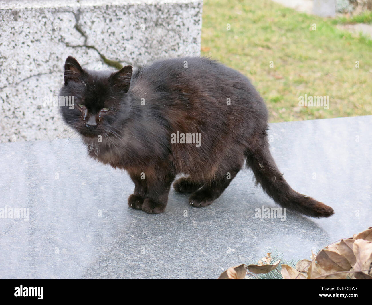 schwarze wilde Katze mit Katze Grippe roaming polnischen Friedhof (Krakau, Polen) Stockfoto