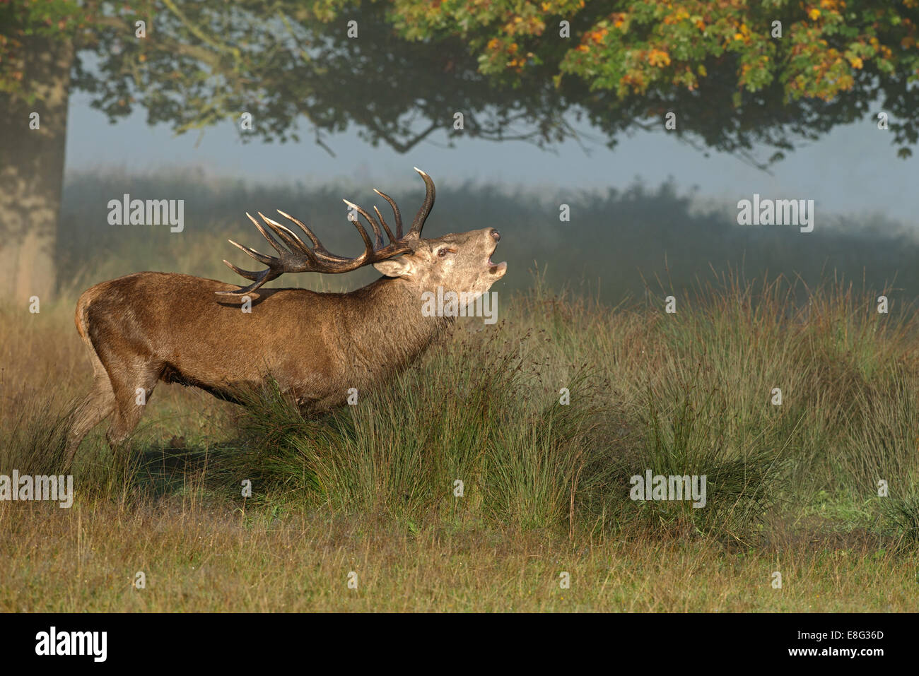 Männliche Rotwild (Hirsch) brüllen während der Brunftzeit im Richmond Park, London, Uk Stockfoto