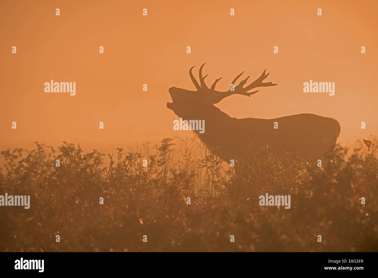 Männliche Rotwild (Hirsch) - Cervus Elaphus brüllen im Nebel bei Sonnenaufgang während der Brunftzeit im Richmond Park, London, Uk Stockfoto