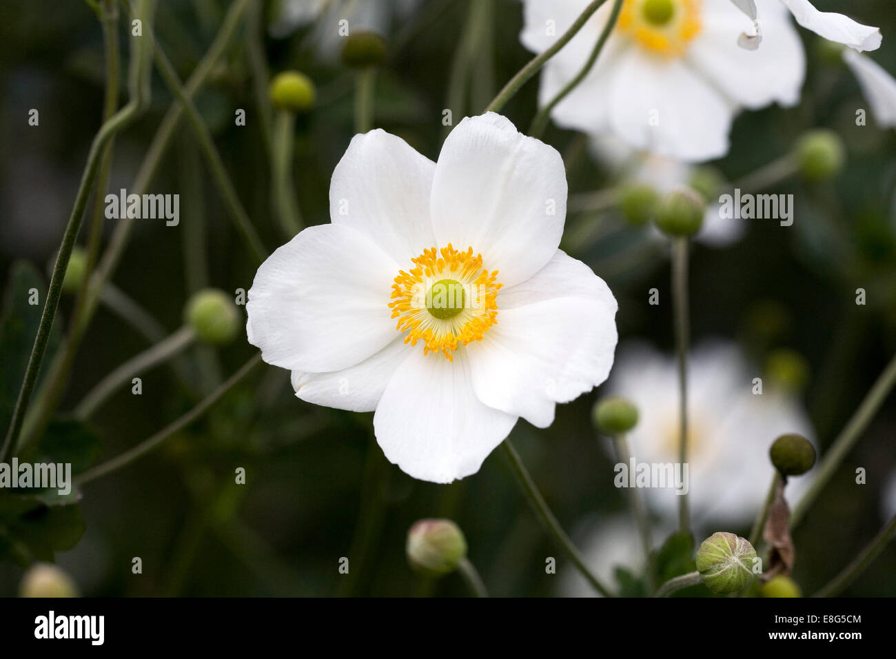 Anemone X hybrida "Luise Uhink" Stockfoto