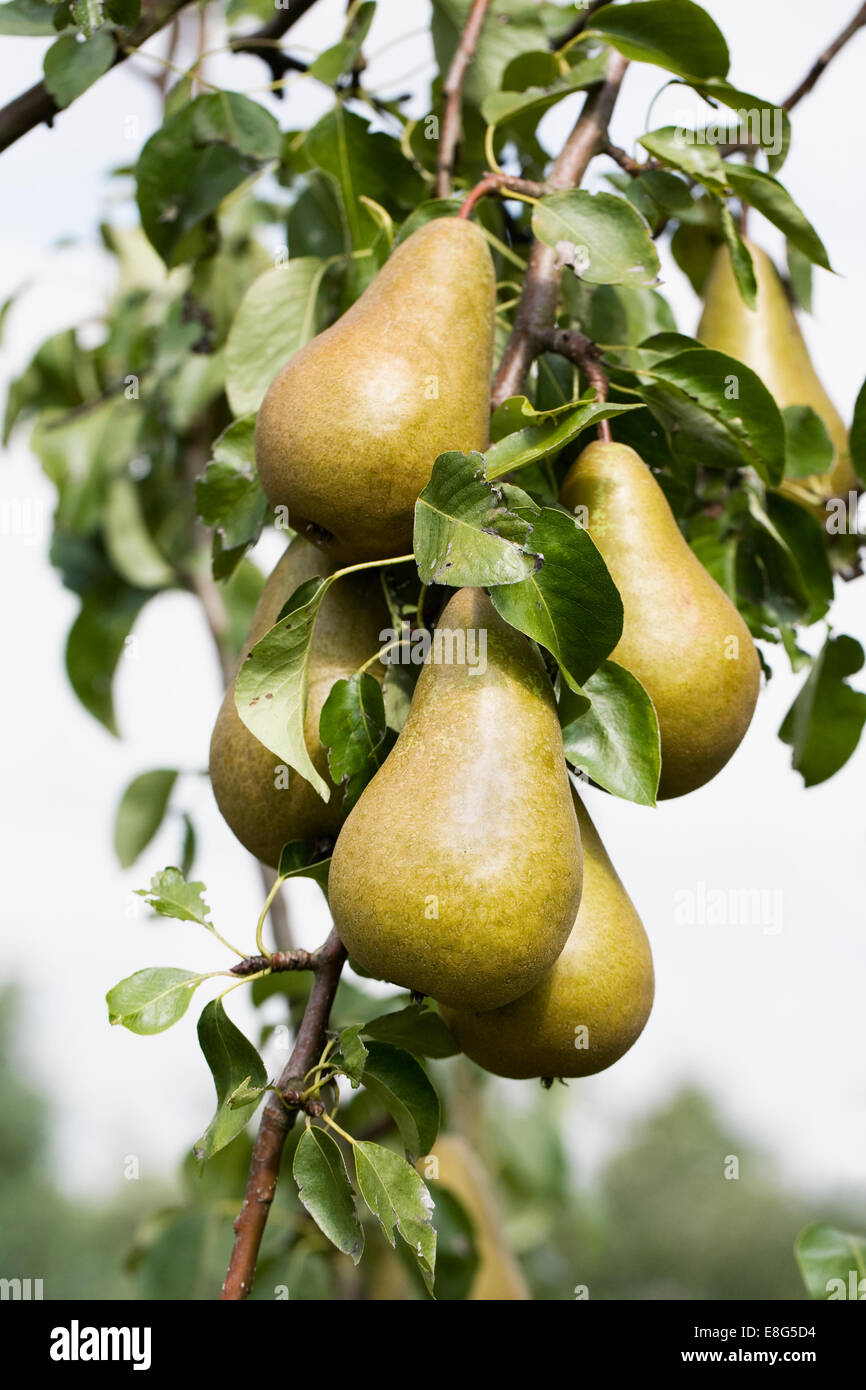 Pyrus Communis. Conference-Birne auf dem Baum. Stockfoto