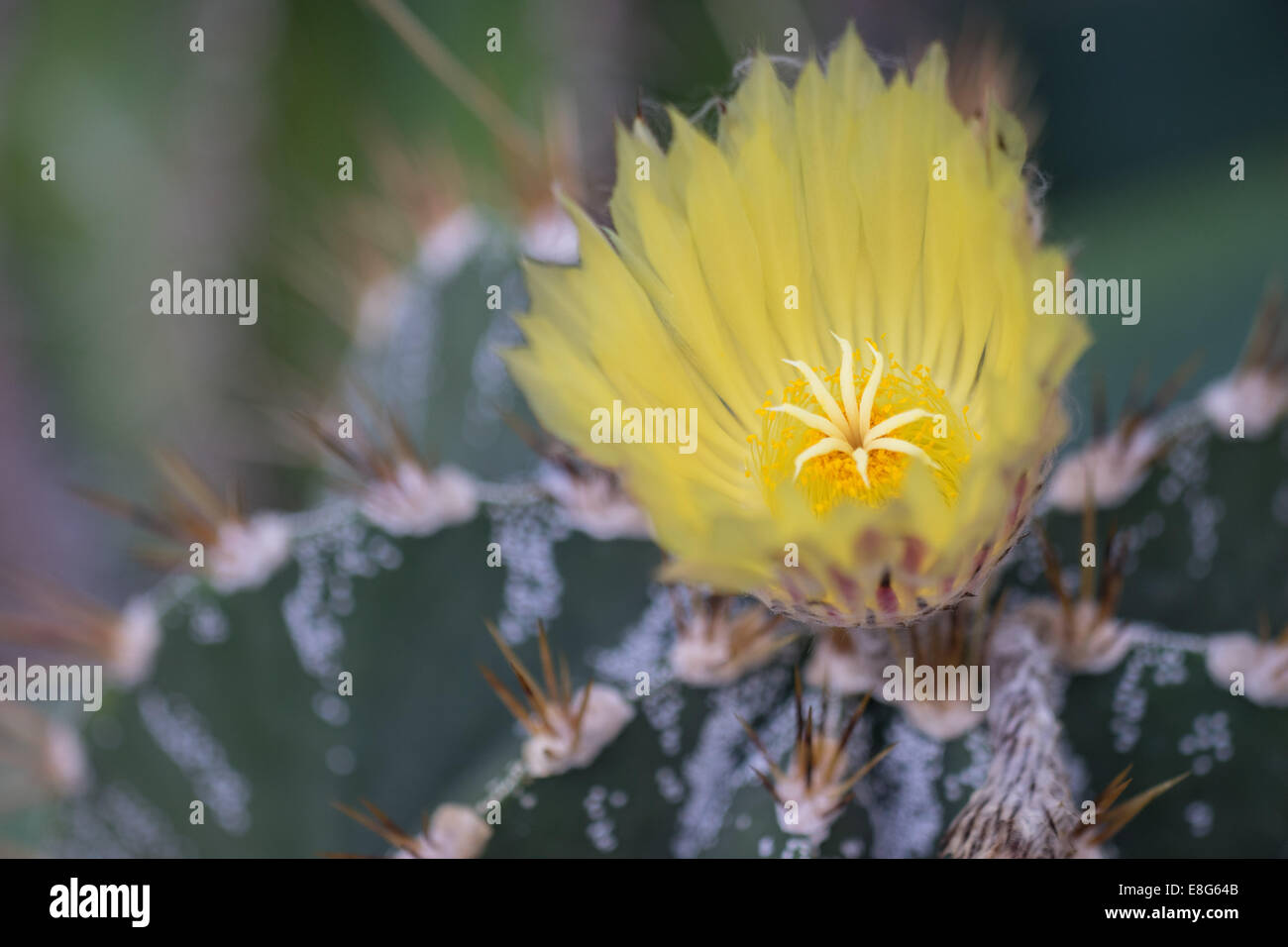 Kakteen Astrophytum Ornatum gelbe Blume Nahaufnahme Stockfoto