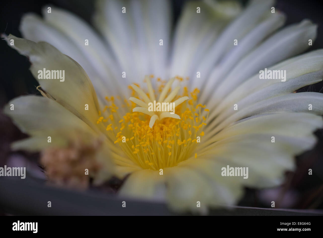 Astrophytum Ornatum weiße Kaktusblüte hautnah Stockfoto