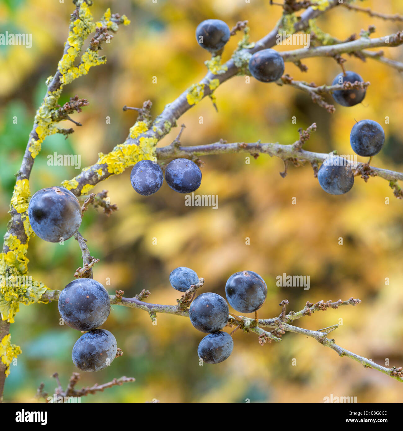 Reife Schlehen Beeren auf einem Busch in North Yorkshire, England Stockfoto