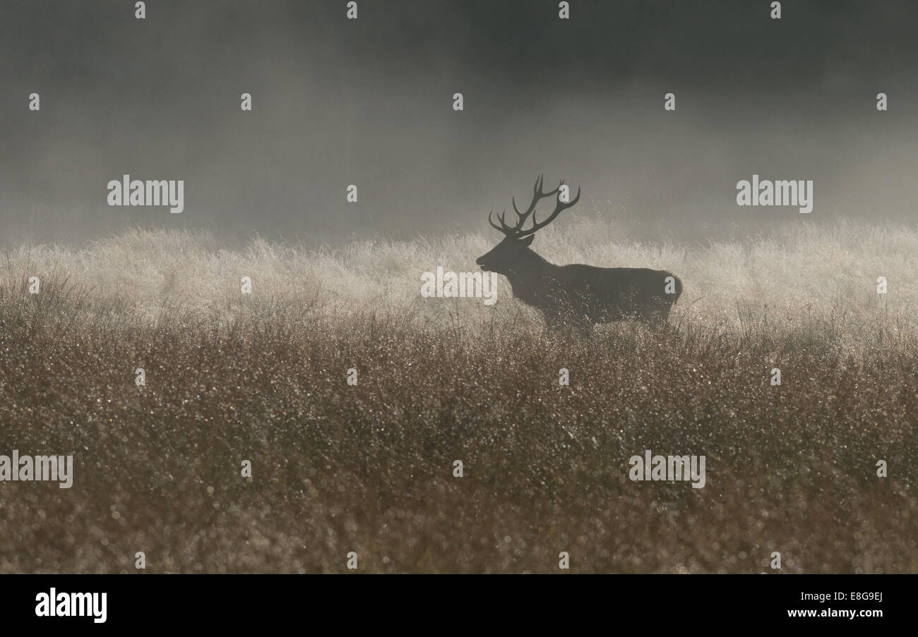 Männliche Rotwild (Hirsch)-Cervus Elaphus, frühmorgens im Nebel, während der Brunft im Richmond Park, London, Uk Stockfoto