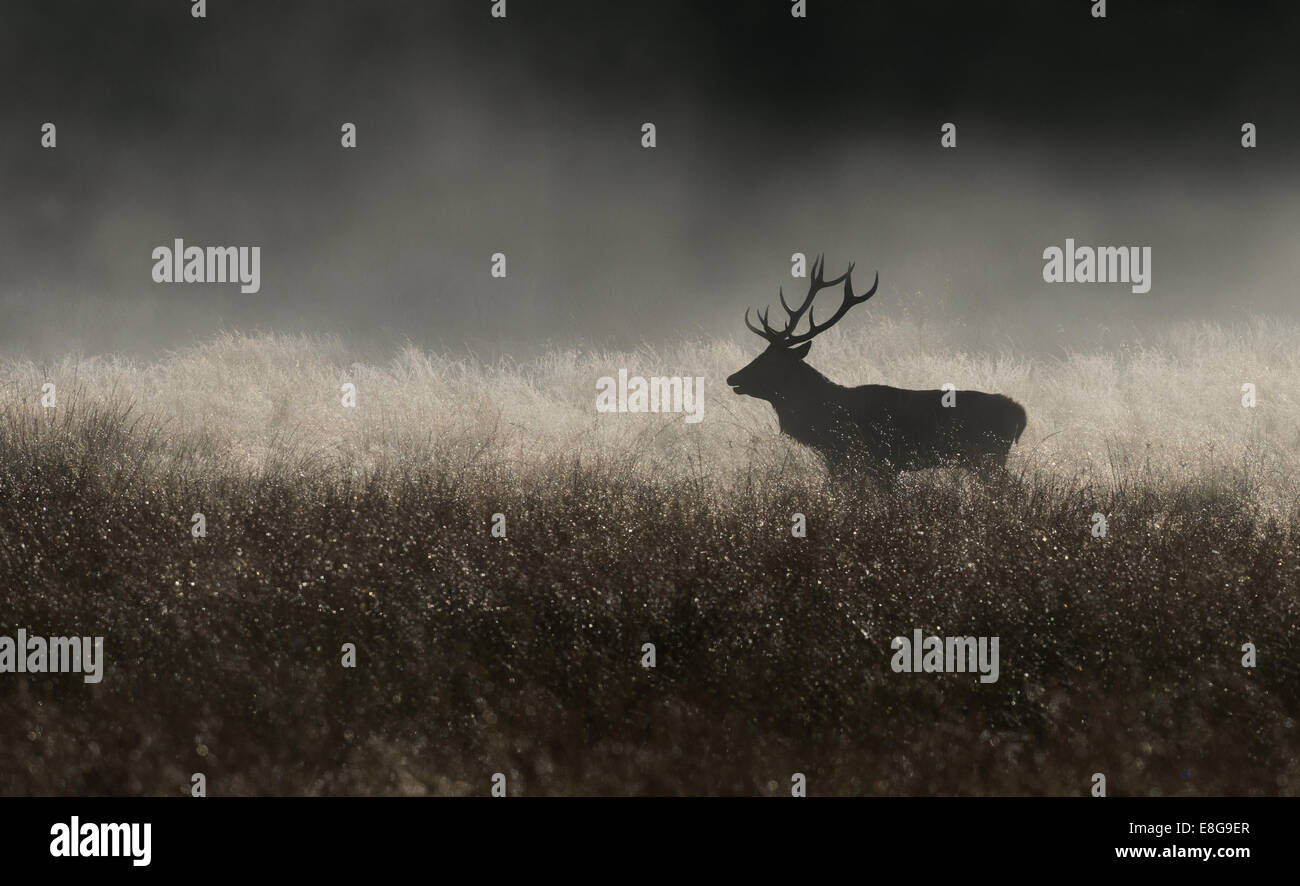 Männliche Rotwild (Hirsch)-Cervus Elaphus im Nebel während der Brunftzeit im Richmond Park, London, Uk Stockfoto