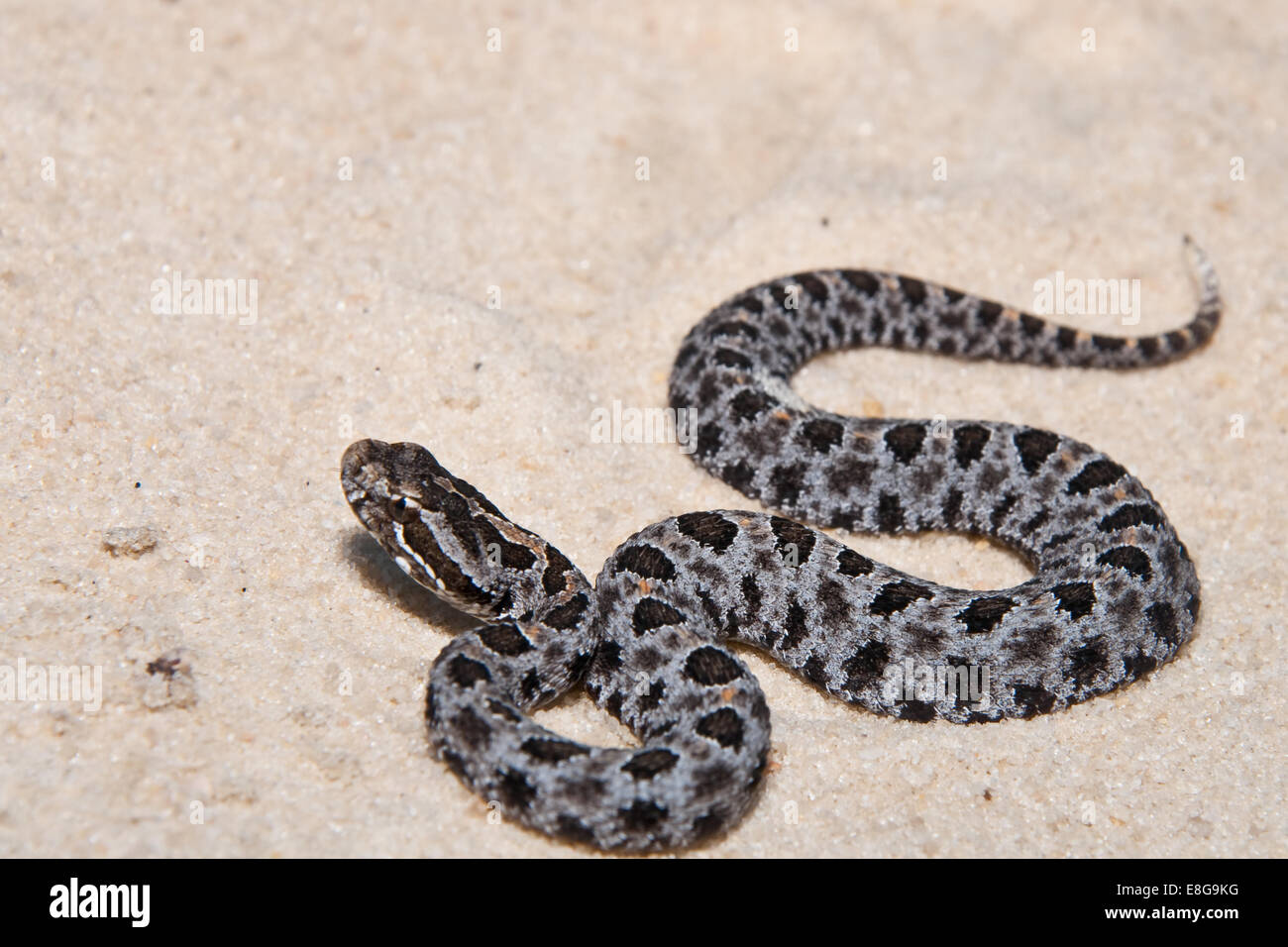 Pygmy Rattlesnake Stockfoto