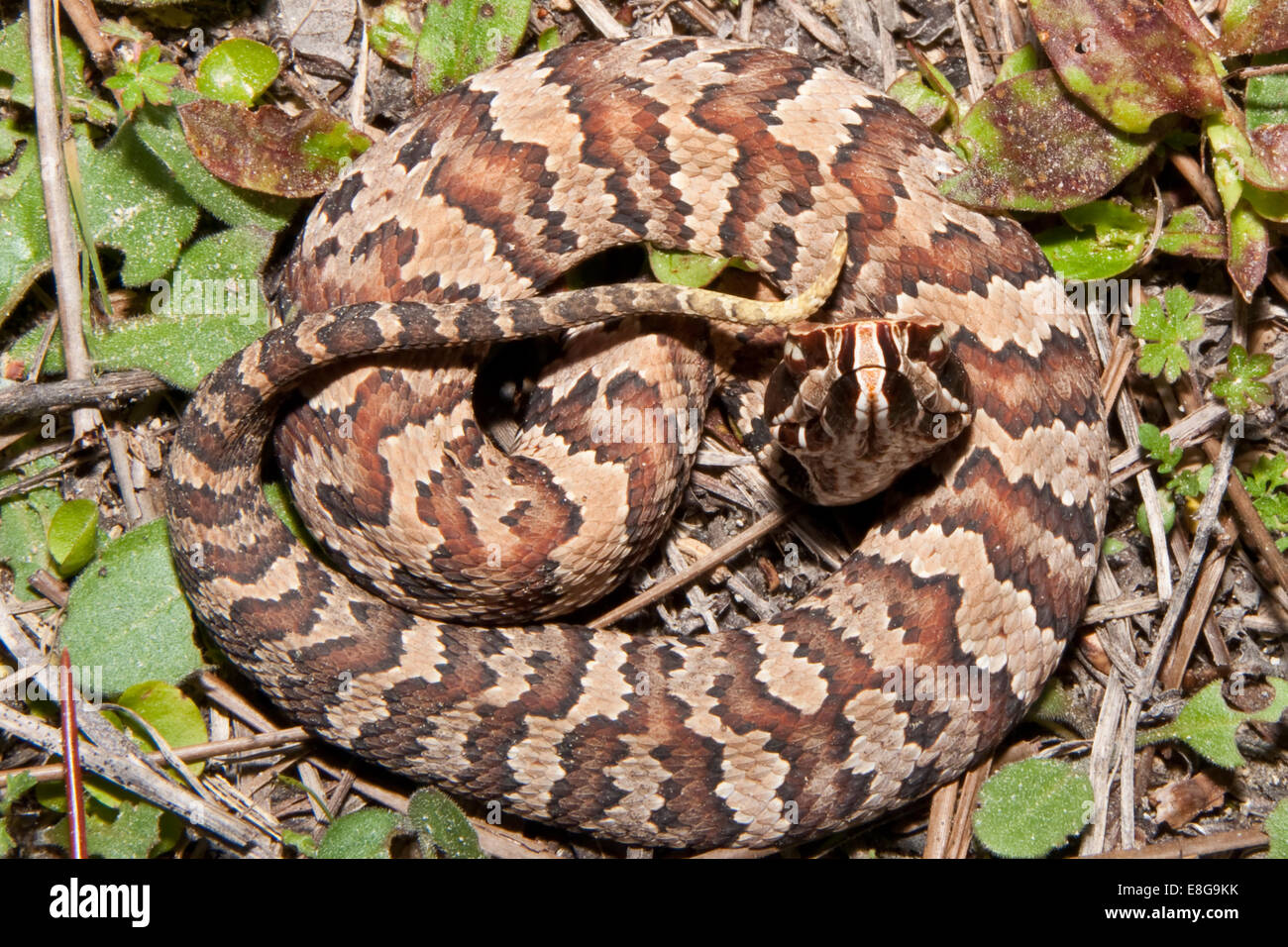 Juvenile Cottonmouth Stockfoto