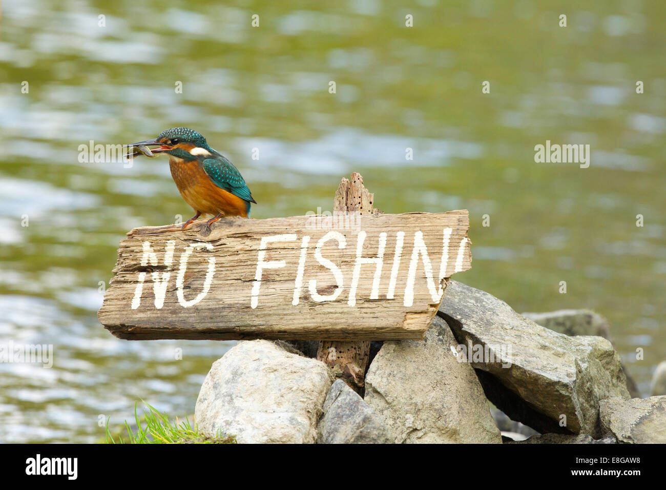 Kingfisher gehockt "No Fishing" Zeichen mit Elritze fest im Schnabel #0382 Begriffen Stockfoto