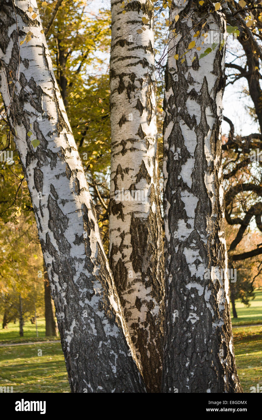 Nahaufnahme von drei großen Betula Birke im Herbst Park, Łańcut, Polen, Europa Stockfoto