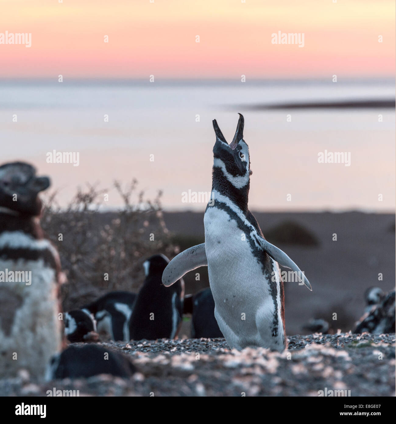 Magellan-Pinguine, früh morgens am Punto Tombo, Patagonien, Argentinien Stockfoto