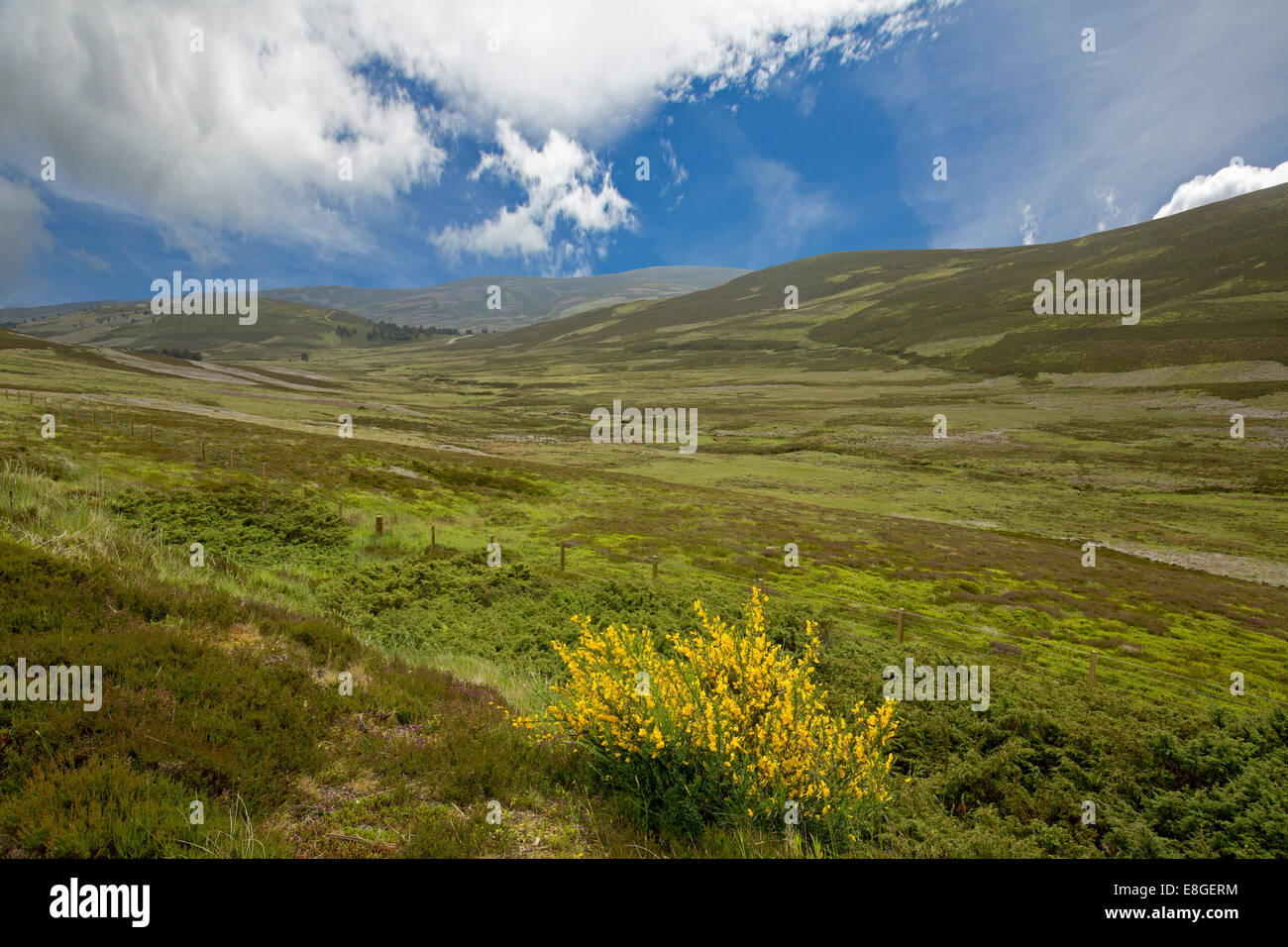 Spektakuläre weite Landschaft der schottischen Highlands mit Heidekraut, Wildblumen & Berge im Cairngorms National Park, Schottland Stockfoto