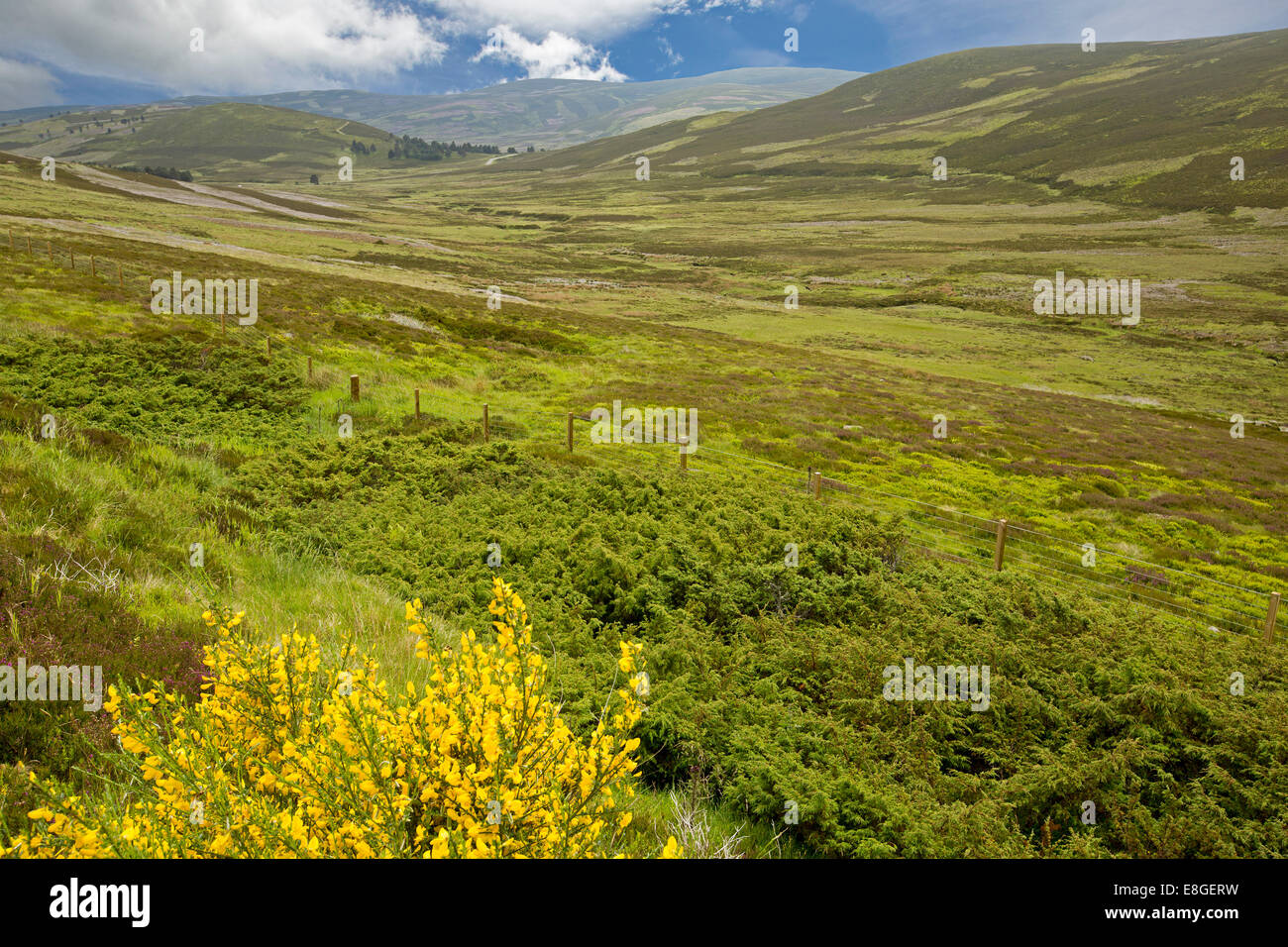 Spektakuläre Frühlingslandschaft der schottischen Highlands mit Heidekraut, Wildblumen & Berge im Cairngorms National Park, Schottland Stockfoto