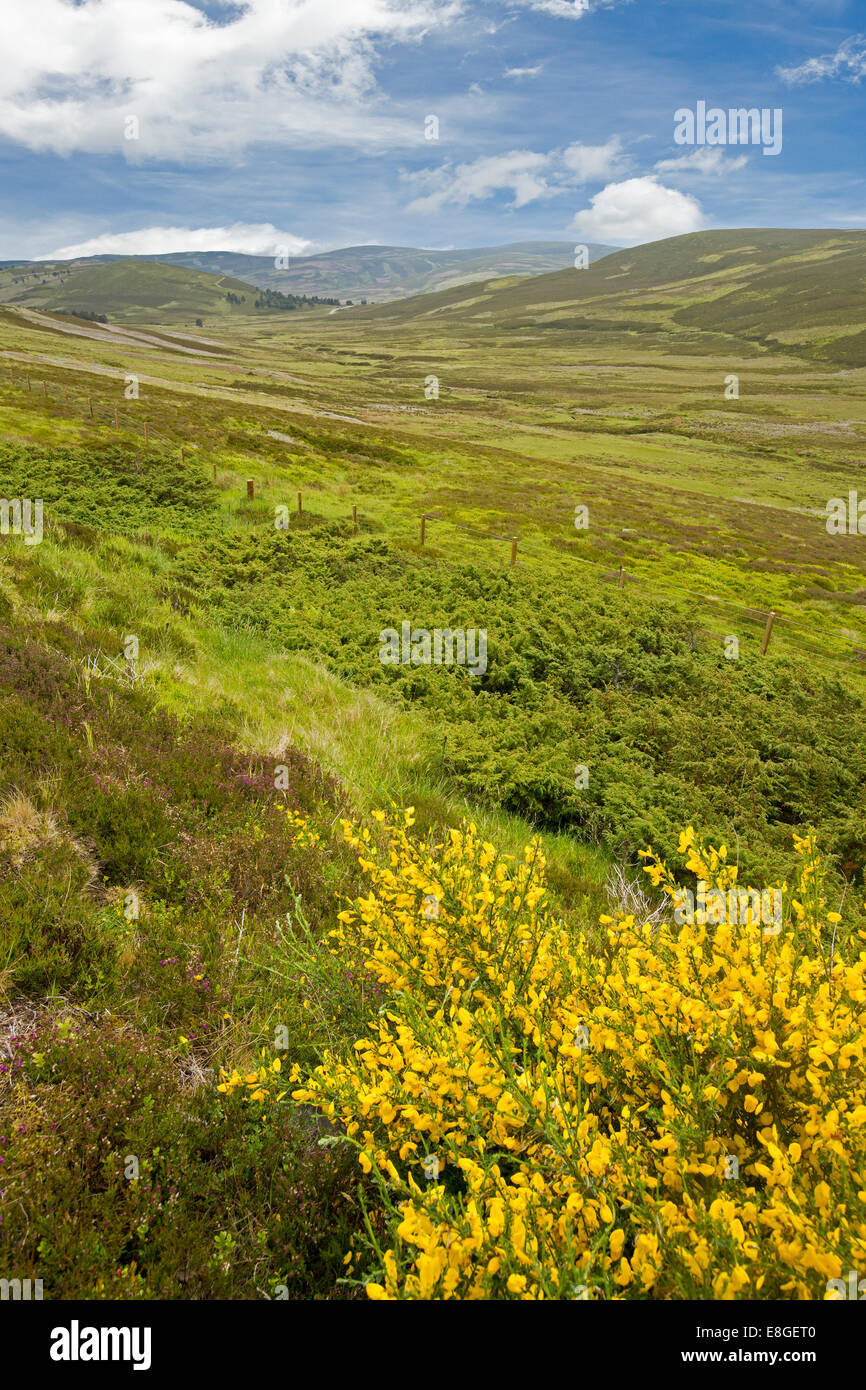 Spektakuläre Frühlingslandschaft der schottischen Highlands mit Heidekraut, Wildblumen & Berge im Cairngorms National Park, Schottland Stockfoto