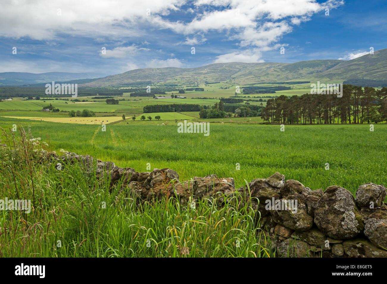 Weite Landschaft der Smaragd Ackerland jenseits Steinmauer, Dehnung, baumlosen Berge im Cairngorms National Park, Schottland Stockfoto