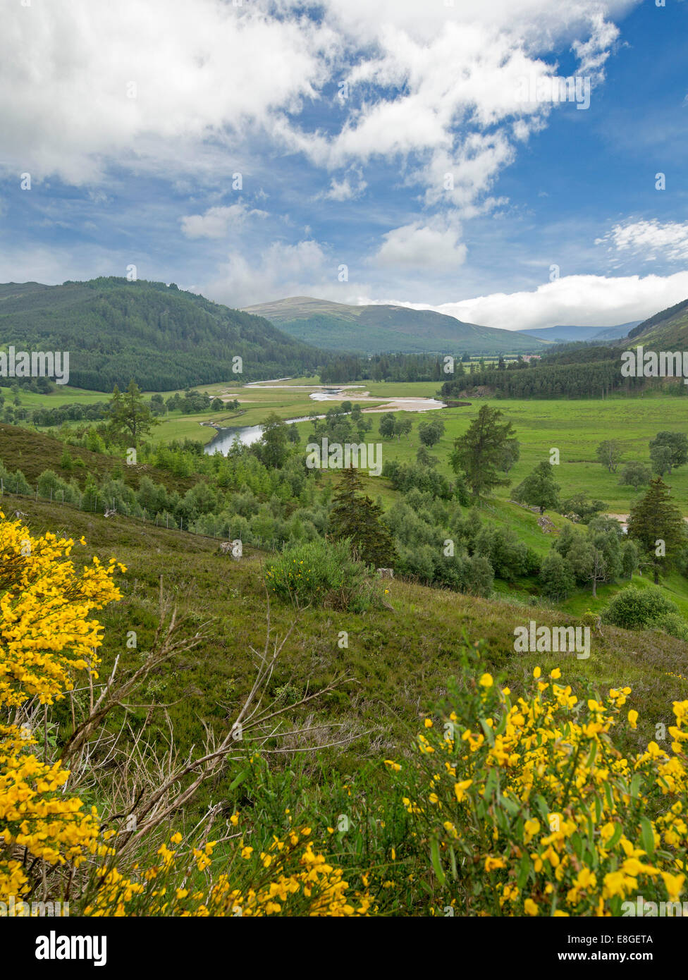 Weite Landschaft im schottischen Hochland mit goldenen Wildblumen, River Dee, grünen Tal, Wälder & Bergen unter blauem Himmel Stockfoto