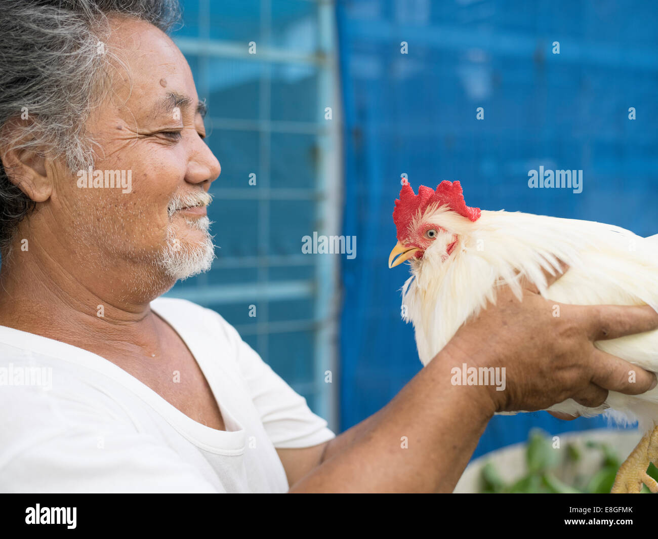 IHA-San mit seinem Chan Hühner チャーン, die ursprünglich aus Okinawa. Complaint Stadt, Okinawa. Japan Stockfoto
