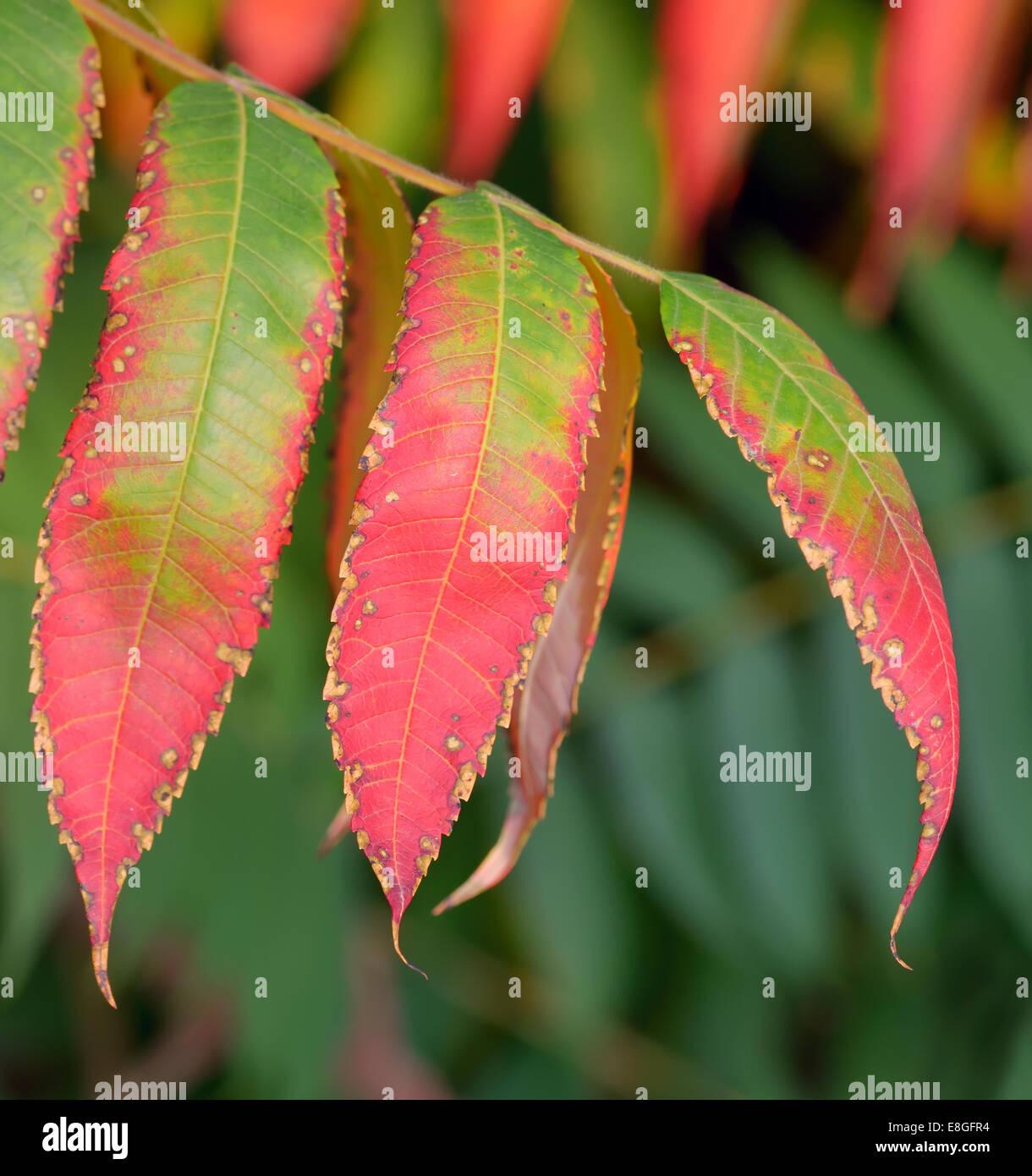 Reife Eberesche Blätter im Herbst Stockfoto