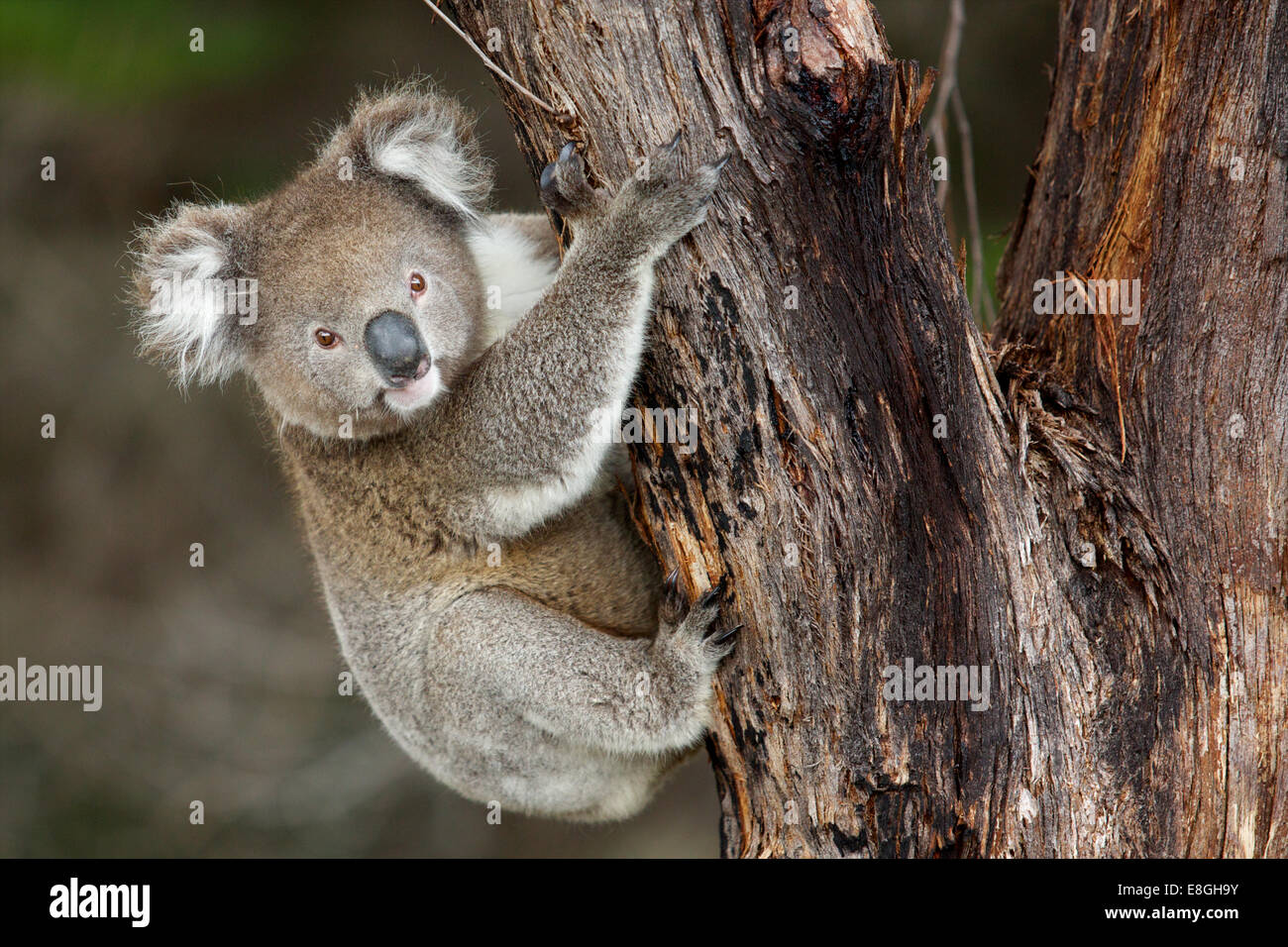 Wilden Koala hält beim Klettern auf einen Baum, Kangaroo Island, South Australia Stockfoto