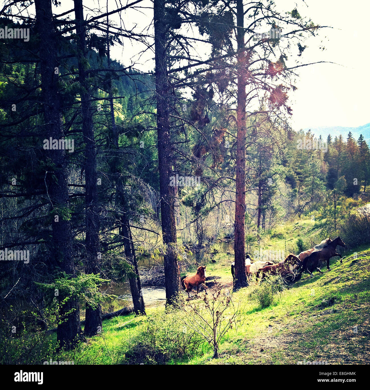 Kanada, British Columbia, Okanogan Wildpferde Stockfoto